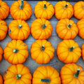 Munchkin Pumpkin Seeds - Mini Ribbed Jack Be Little Cucurbita pepo for Fall Garden, Decoration & Cooking, 25 Seeds