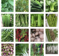 Asian Vegetable Seeds Packets – 24 Varieties for Home Garden, Grow Your Own Food, Non-GMO, Perfect for Container & Raised Bed Gardening
