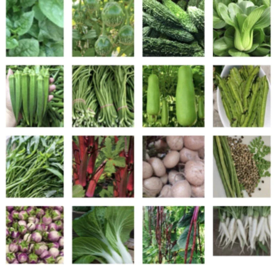 Asian Vegetable Seeds Packets – 24 Varieties for Home Garden, Grow Your Own Food, Non-GMO, Perfect for Container & Raised Bed Gardening