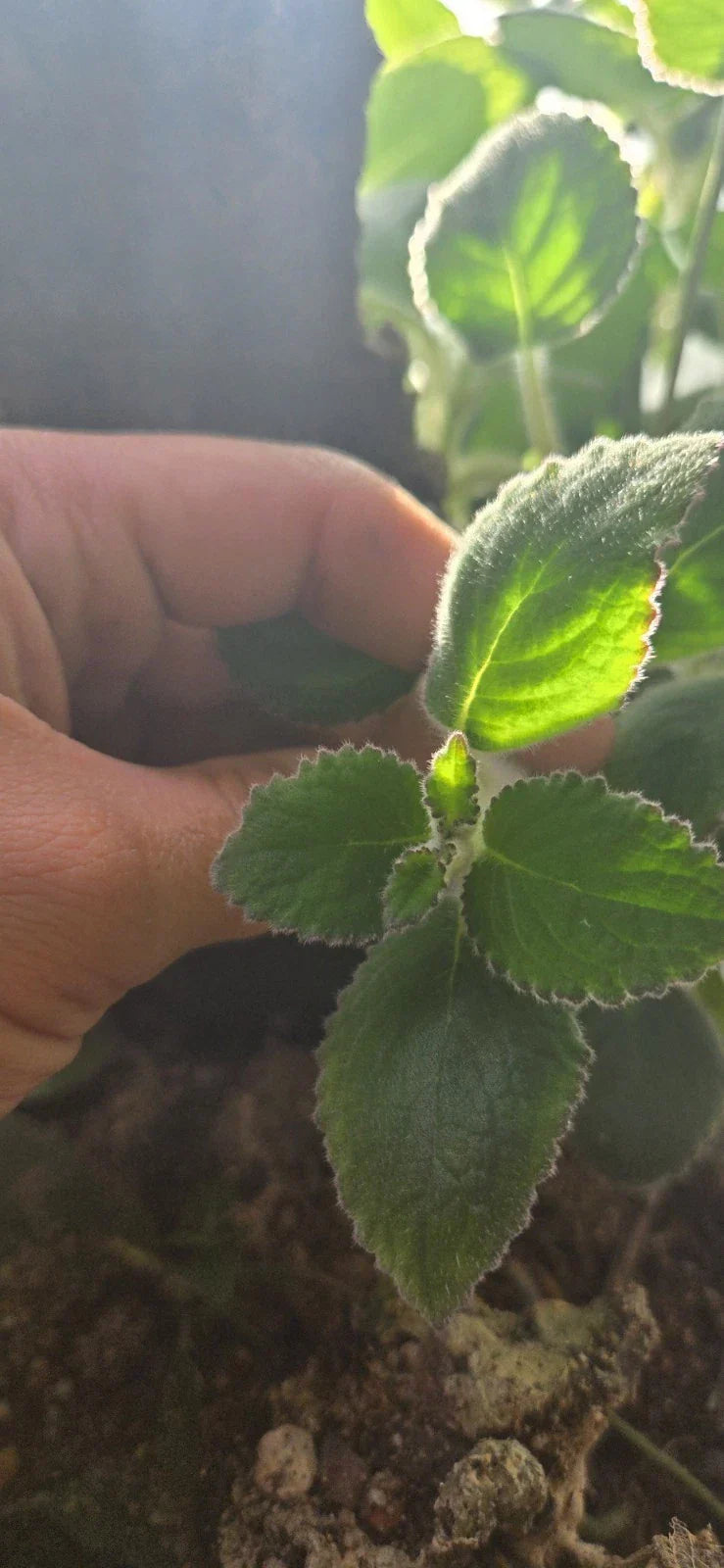 Nautilocalyx Adenosiphon Cuttings – 2 Healthy Indoor Terrarium Plants for Propagation & Decor
