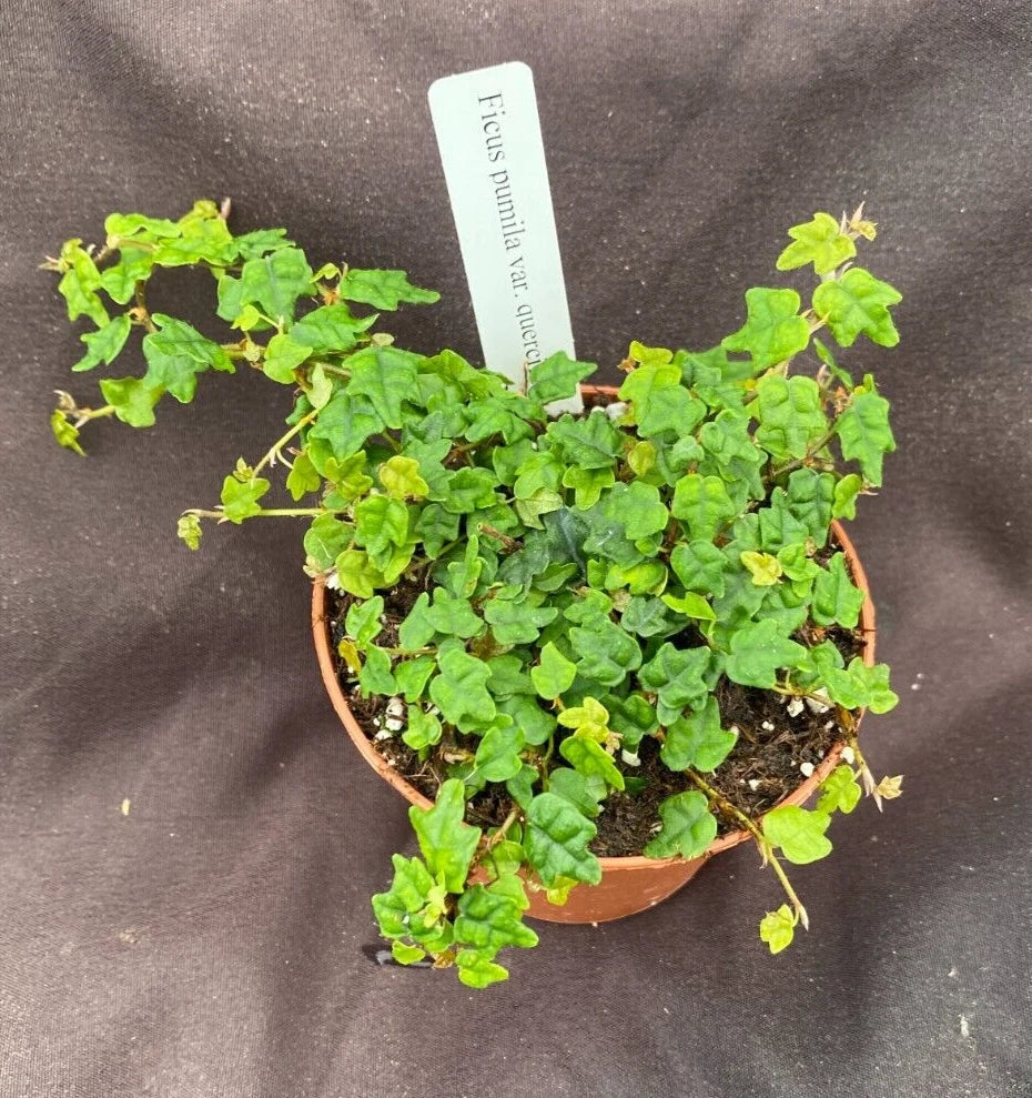 String of Frogs Plant in 3" Pot, Ficus pumila quercifolia, Indoor Trailing Houseplant, Easy Care Succulent