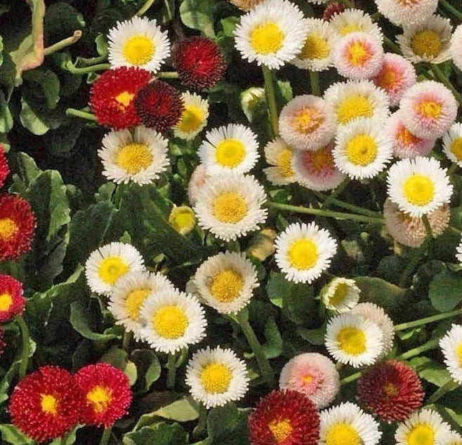 English Daisy Seed Mix - 500 Seeds, Wildflower Groundcover, Bellis perennis, Low-Growing Perennial, Pollinator-Friendly, Garden Cover