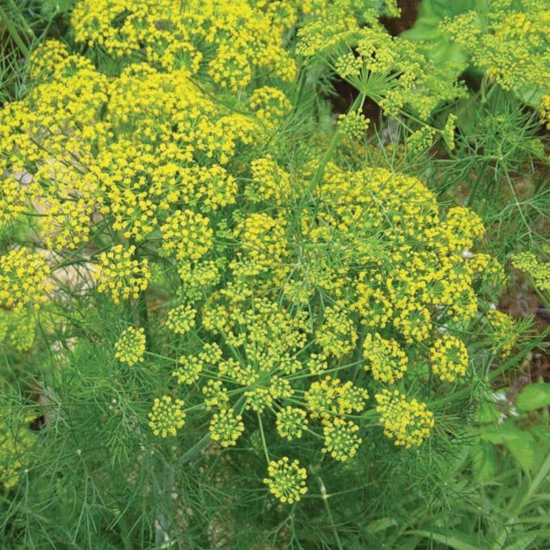 Mammoth Dill Seeds – 500 Heirloom Non-GMO Anethum graveolens Culinary Herb for Gardens & Containers