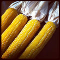 Ladyfinger Popcorn Seeds - Heirloom Zea mays everta, Tender & Crunchy, 50 Seeds for Home Garden, Non-GMO, Easy to Grow