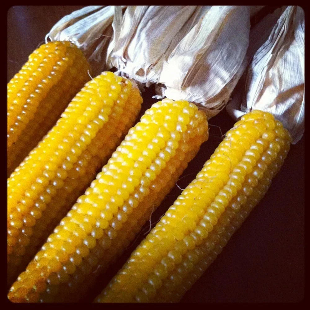 Ladyfinger Popcorn Seeds - Heirloom Zea mays everta, Tender & Crunchy, 50 Seeds for Home Garden, Non-GMO, Easy to Grow