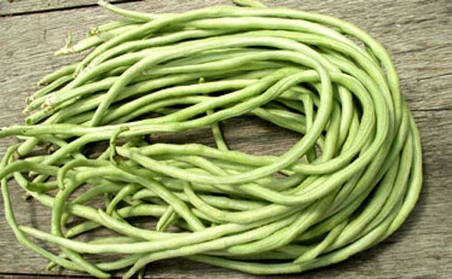Yard Long Bean Seeds Pack of 15+ | Asian Chinese Long Beans | High Yield Vigna unguiculata Subsp. Sesquipedalis