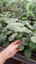 Piper Umbellatum Medicinal Plant Starter Pack - Rare Tropical Herb, Non-Chemical Grown, 3 Live Plants