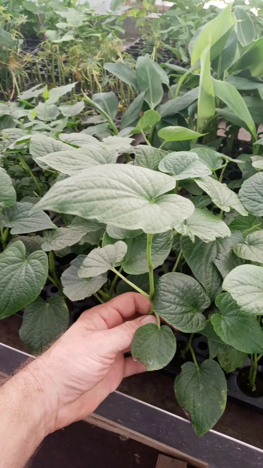 Piper Umbellatum Medicinal Plant Starter Pack - Rare Tropical Herb, Non-Chemical Grown, 3 Live Plants