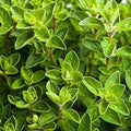 Italian Oregano Seeds 2000+ Origanum Vulgare Herb Seeds for Garden, Non-GMO, USA Grown, Indoor & Outdoor Planting