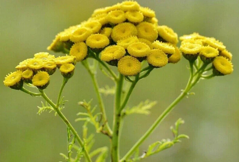 Tansy Plant Seedlings – Medicinal Insect and Mosquito Repellent Herb – Tanacetum vulgare, Perennial Garden Herb