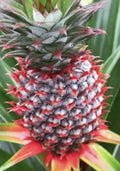 Pineapple Plant Live Starter Ananas comosus Florida Special Tropical Fruit Garden Plant