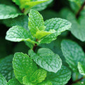 Live Peppermint Plant - 4" Pot Mentha x Piperita Herb for Culinary Use, Fresh, Fragrant, Fast Growing