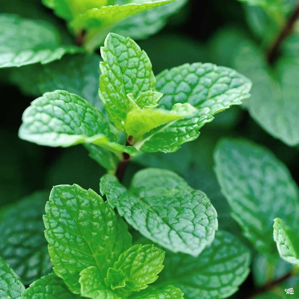 Live Peppermint Plant - 4" Pot Mentha x Piperita Herb for Culinary Use, Fresh, Fragrant, Fast Growing
