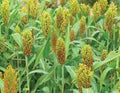 Wild Game Sorghum Seeds for Planting - 2 lb Milo Seeds, Sorghum bicolor, Food Plot, Wildlife Habitat, Deer & Bird Attractant