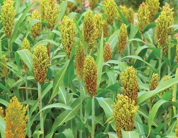 Wild Game Sorghum Seeds for Planting - 2 lb Milo Seeds, Sorghum bicolor, Food Plot, Wildlife Habitat, Deer & Bird Attractant