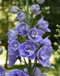 Aurora Lavender Delphinium Seeds – 200+ Non-GMO Garden Planting Pack – Delphinium elatum for Borders & Cut Flowers