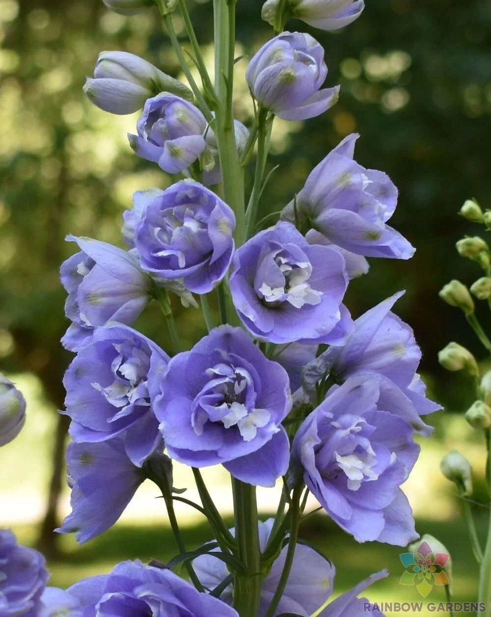 Aurora Lavender Delphinium Seeds – 200+ Non-GMO Garden Planting Pack – Delphinium elatum for Borders & Cut Flowers