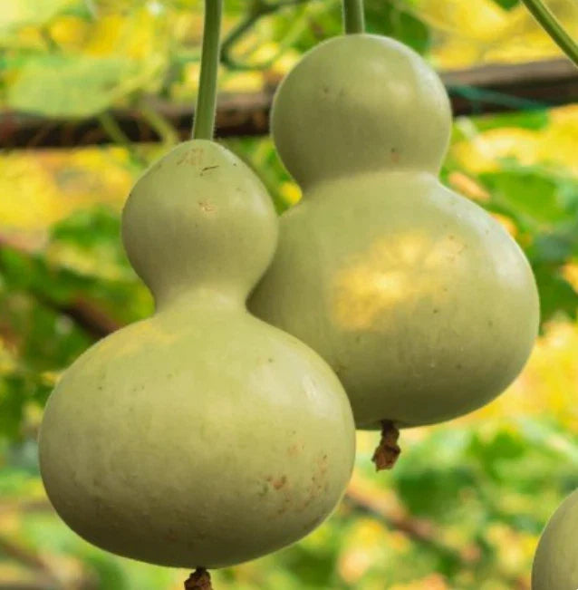 Heirloom Gourd Birdhouse Seeds - Non-GMO Lagenaria siceraria for Decorative Birdhouses - Pack of 15 Seeds