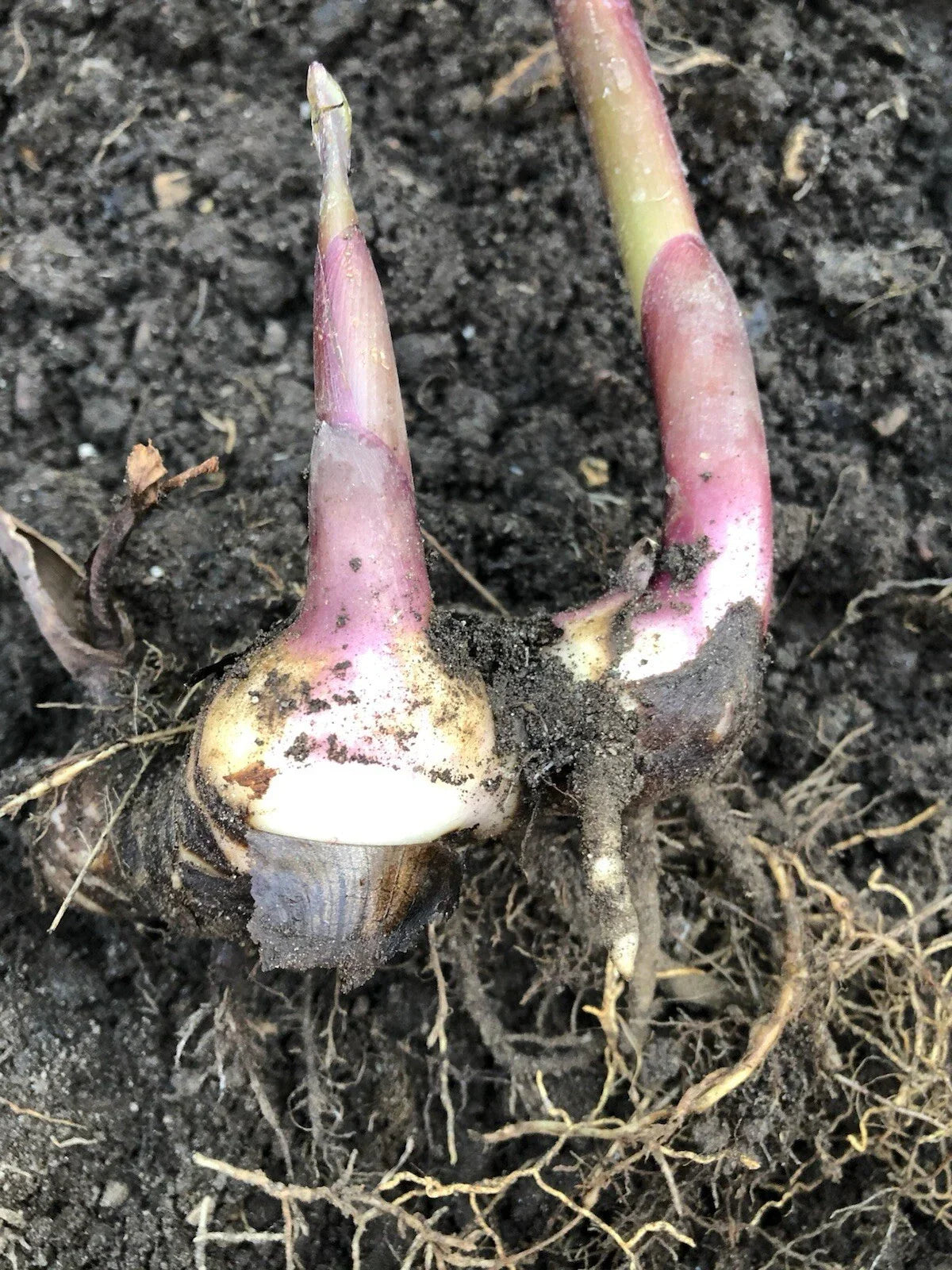 Canna Edulis Ker Gawl Bare Root Live Plant – Tropical Canna Lily Bulbs for Garden & Containers