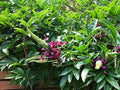 Evergreen Wisteria Seeds - Bright Pink Climbing Flower Perennial Seeds for Trellises & Fences (Wisteria floribunda)