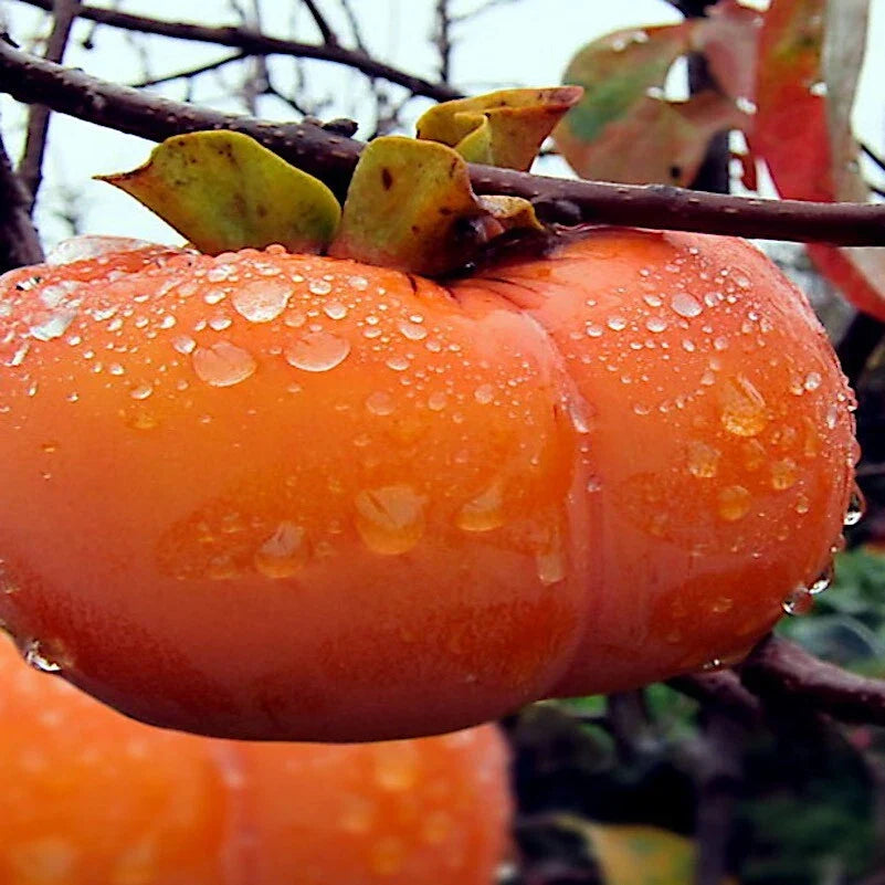 Japanese Persimmon Tree Seeds - 5 Pack Diospyros Kaki Hardy Deciduous Garden Fruit Plant