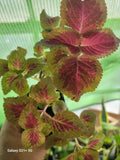 Coleo Plant - Variegated Foliage Indoor Tropical Plant - Solenostemon scutellarioides, Partial Shade