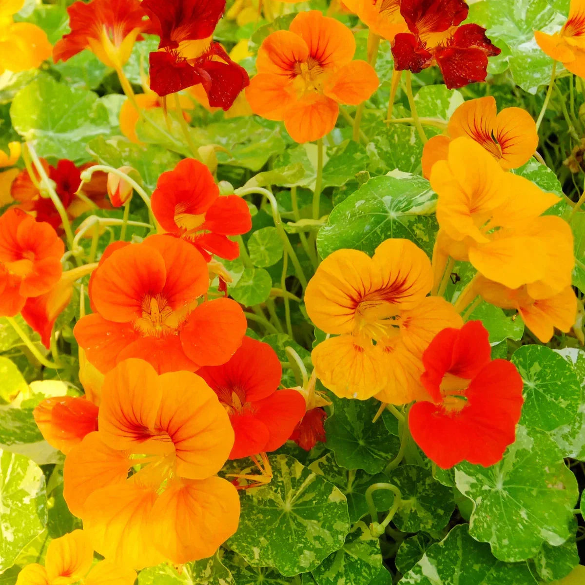 Alaska Nasturtium Seeds Pack of 100 - Vibrant Colors, Indian Cress, Tropaeolum majus, Edible Flowers & Leaves
