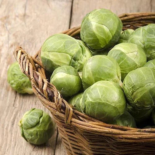 Brussels Sprouts Seeds - 500+ Count Catskill Variety Non-GMO Pesticide-Free for Garden Planting Brassica oleracea
