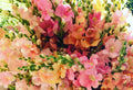 Snapdragon Seeds 25 Count Chantilly Mix F1 Antirrhinum majus Vibrant Annual Flowers for Garden, Borders, Containers