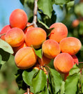 Apricot Fruit Seeds - 20 Pack, Prunus armeniaca, Heirloom Variety for Home Gardening, Deciduous Tree Seeds
