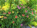 Echinacea Coneflower Plants - Cheyenne Spirit Perennials - Vibrant Colors - Easy Care Garden Flowers - 10 Live Plants
