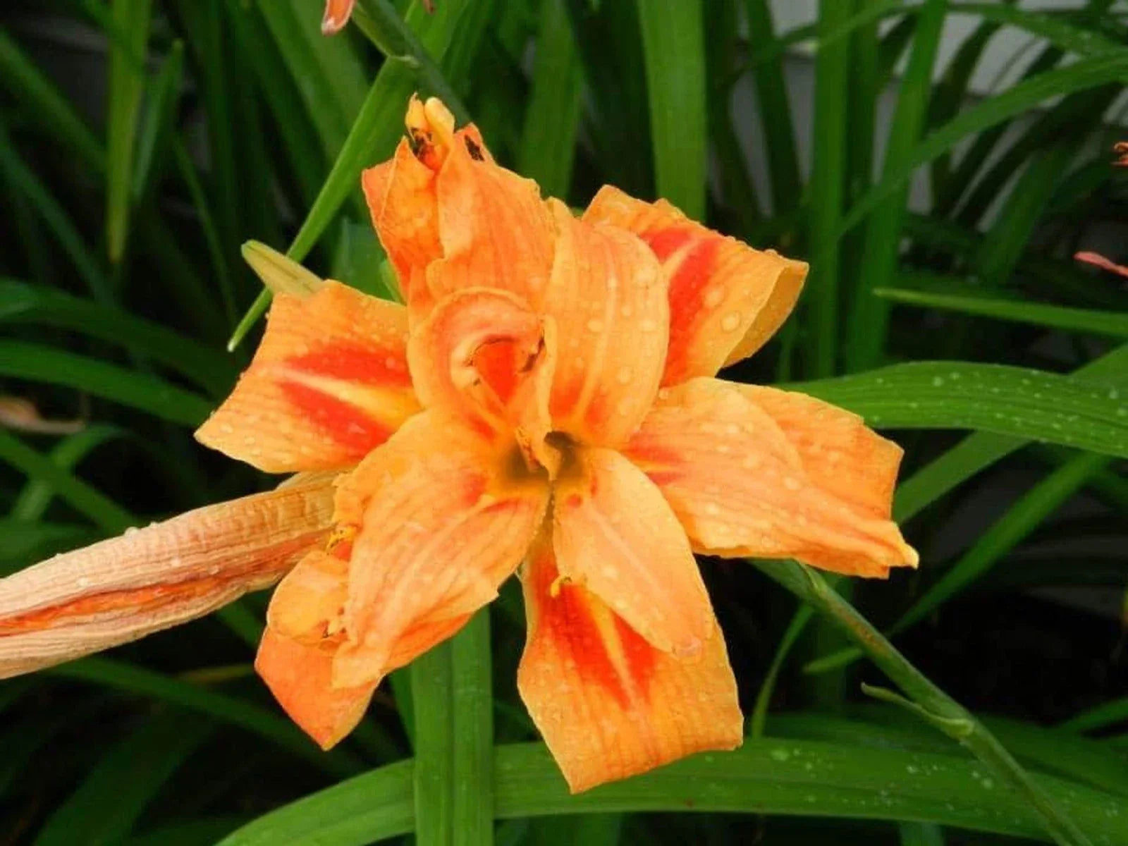 Double Kwanso Day Lily Lot of 2 - Perennial Live Flower Starter Plants, Hemerocallis fulva, Orange Blooms, Clumping, Bare Root