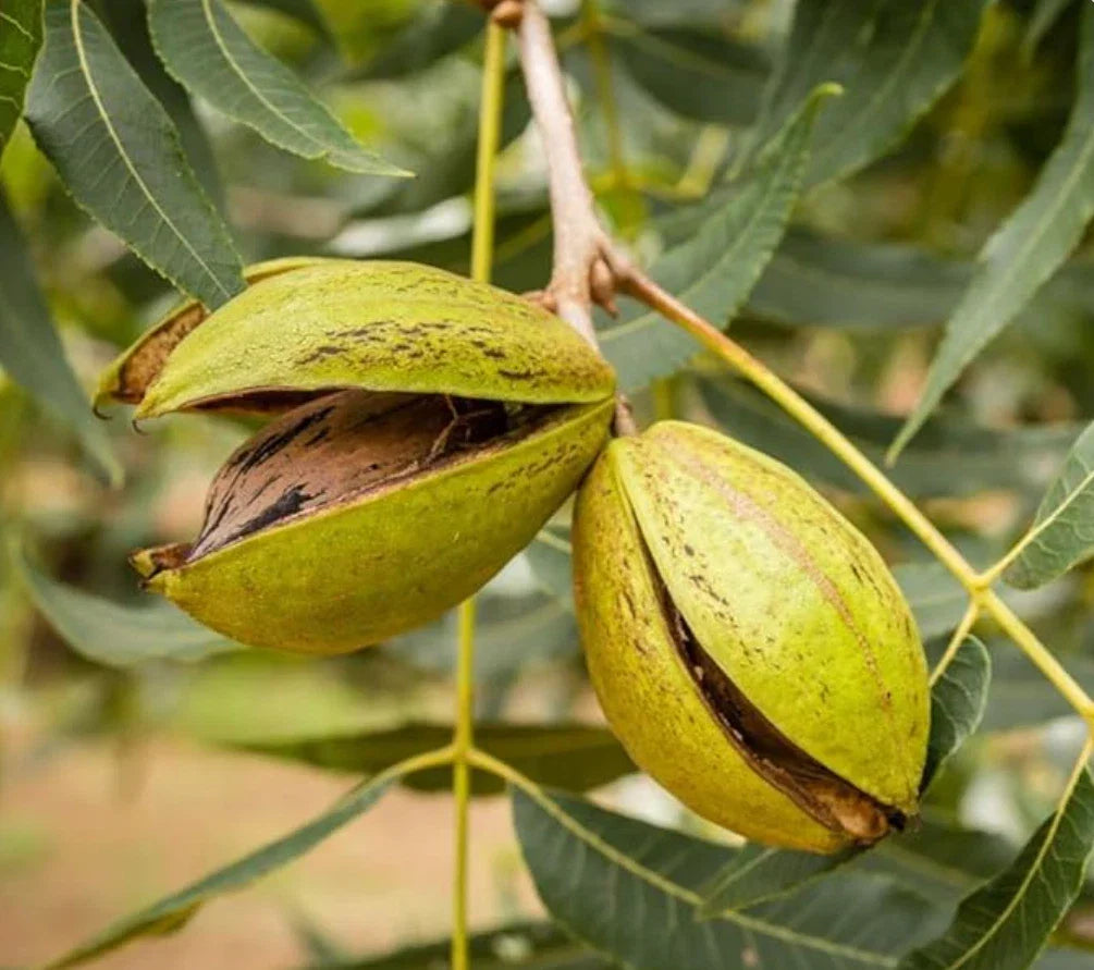 Live Pecan Tree Plant - Bare Root, 12+ Inches, Carya illinoinensis, Nut Tree for Garden & Orchard