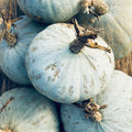 Sweet Meat Winter Squash Seeds - Blue Kuri & Jarrahdale Kabocha - Heirloom Cucurbita maxima Vegetable Seeds, Organic, Non-GMO