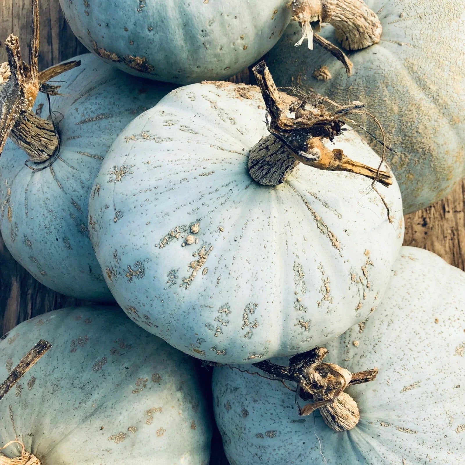 Sweet Meat Winter Squash Seeds - Blue Kuri & Jarrahdale Kabocha - Heirloom Cucurbita maxima Vegetable Seeds, Organic, Non-GMO