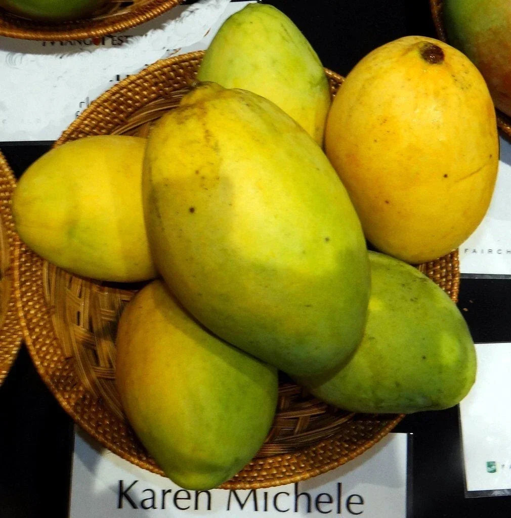 Grafted Mango Live Plant 3G Pot Karen Michelle Mangifera indica Tropical Fruit Tree