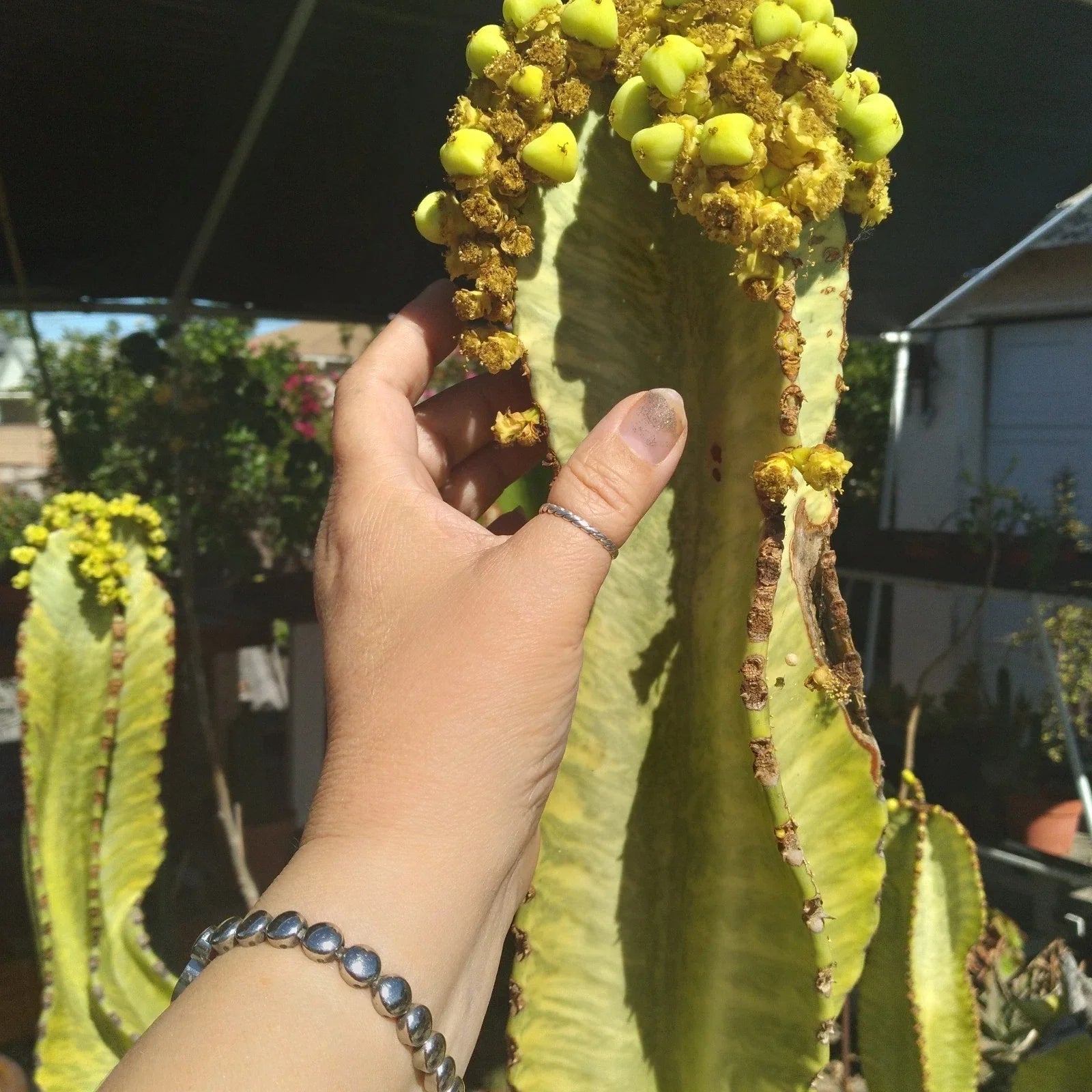 Rare Euphorbia Ammak Variegated African Candelabra 22" Cutting for Propagation