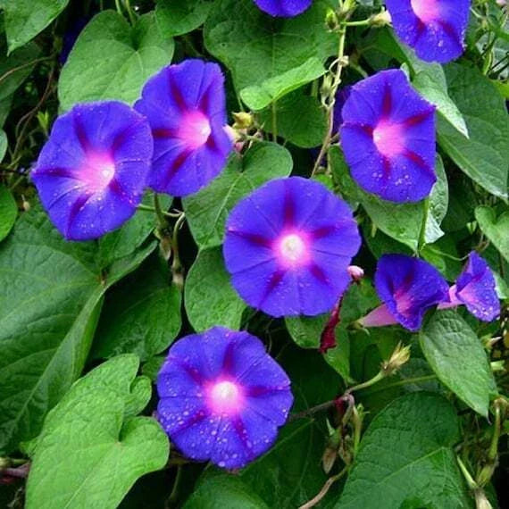 Blue Star Morning Glory Seeds - 30+ Ipomoea Tricolor Annual Flower Seeds for Climbing Vines, Vibrant Blue White Purple Flowers
