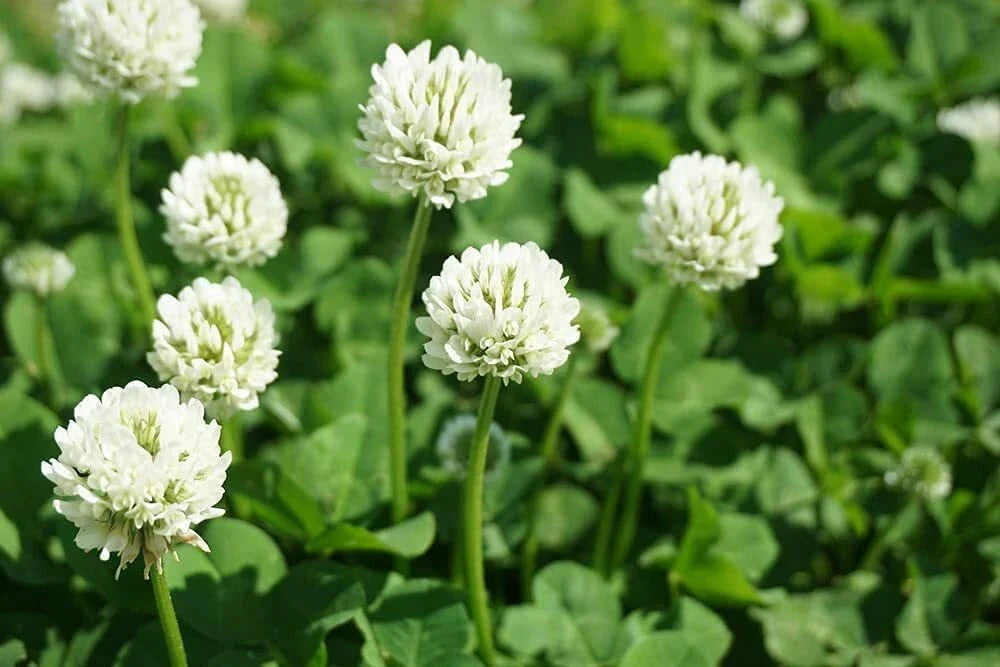 Dutch White Clover Seeds 1 lb Trifolium repens Ground Cover Lawn Mix Drought-Resistant Nitrogen-Fixing