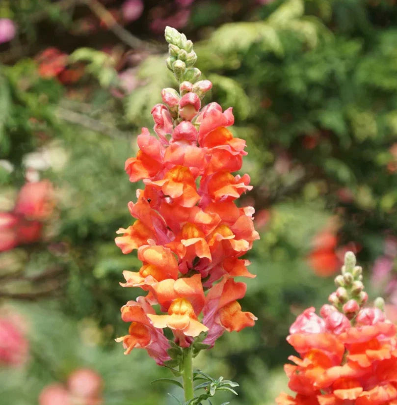 Snapdragon Seeds - 1000 Non-GMO Orange Wonder Cut Flowers for Gardens & Bouquets - Attracts Hummingbirds - Antirrhinum majus