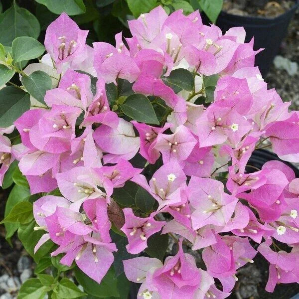 Bougainvillea Starter Plant - Imperial Thai Delight - Rare Tropical Climber - Well-Rooted Bougainvillea spp.