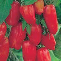 San Marzano Tomato Seeds – Heirloom, 500 Count, Classic Italian Variety, Solanum lycopersicum, Gourmet Sauce Tomatoes