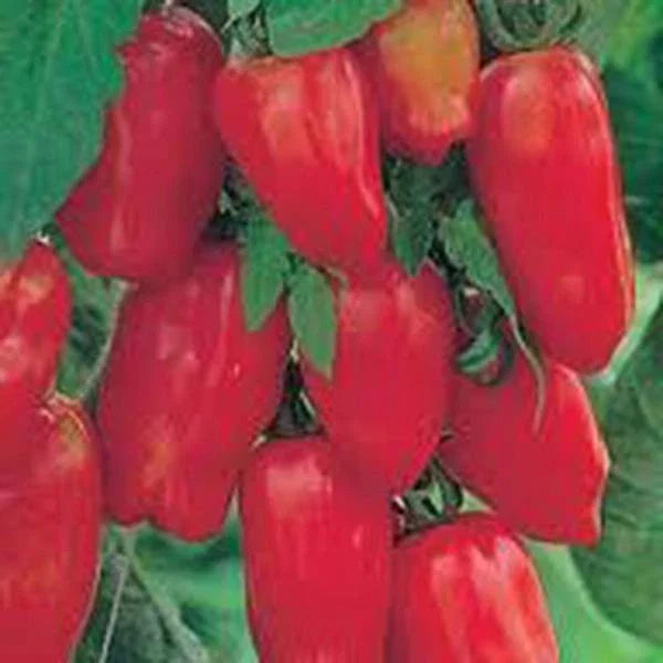 San Marzano Tomato Seeds – Heirloom, 500 Count, Classic Italian Variety, Solanum lycopersicum, Gourmet Sauce Tomatoes