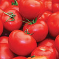 Floradade Tomato Seeds - Heirloom Non-GMO Solanum lycopersicum for Gardens & Containers