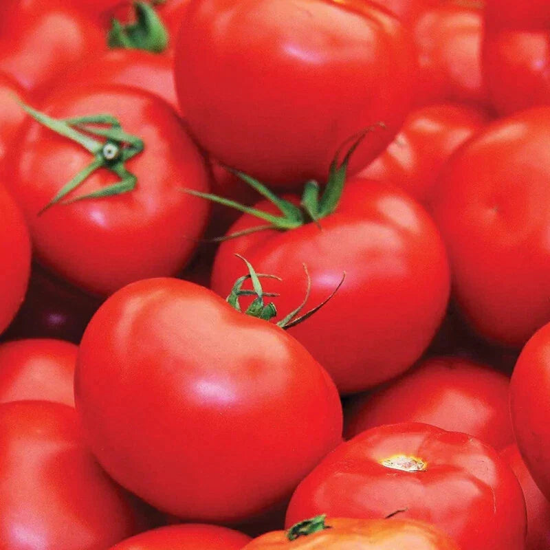 Floradade Tomato Seeds - Heirloom Non-GMO Solanum lycopersicum for Gardens & Containers