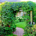 Virginia Creeper Vine Seeds - Parthenocissus quinquefolia Climbing Plant for Garden & Landscape