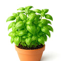 Genovese Basil Seeds - 4000+ Large Leaf Non-GMO Herb Seeds for Cooking, Mosquito Repellent - Ocimum basilicum