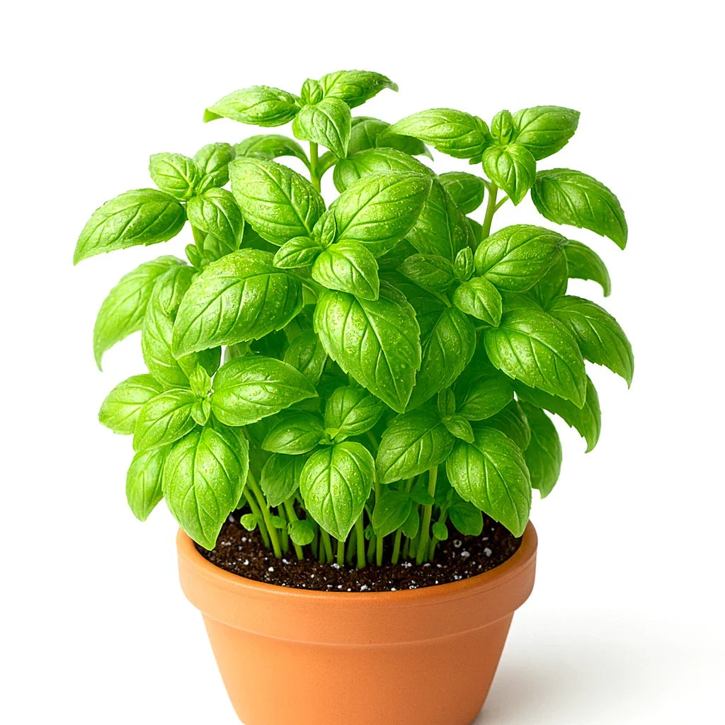 Genovese Basil Seeds - 4000+ Large Leaf Non-GMO Herb Seeds for Cooking, Mosquito Repellent - Ocimum basilicum