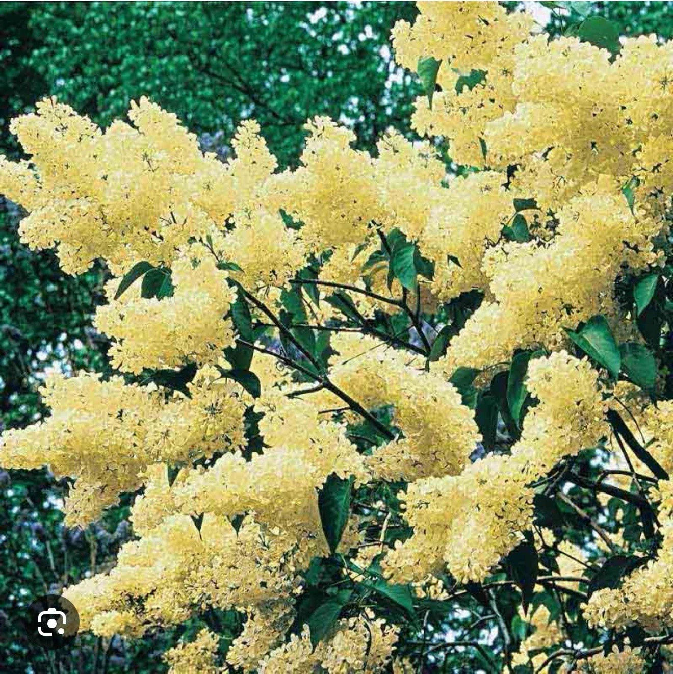 Primrose Lilac Starter Plant - Syringa Vulgaris, Fragrant Light Purple Flowers, Well-Rooted 4-8 Inch Shrub for Garden or Patio