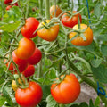 Stupice Tomato Seeds - Organic Heirloom, Cold Tolerant Early Variety, Non-GMO, Compact Bush Plant, Solanum lycopersicum